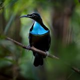 ein mittelgroßer Vogel mit leuchtend blauer Vorderbrust