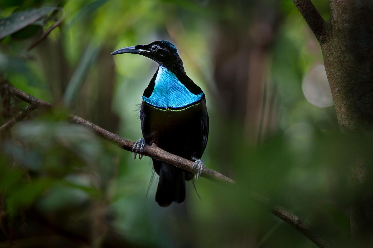 ein mittelgroßer Vogel mit leuchtend blauer Vorderbrust