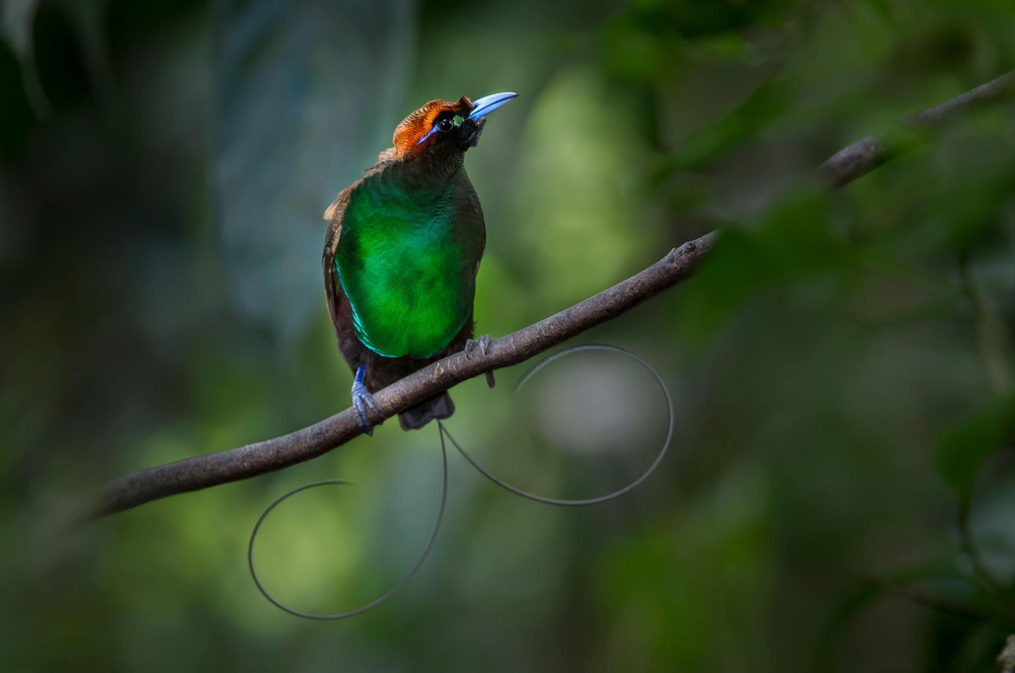 Ein Vogel mit blauen Füßen und grünem Brustkleid, aus den Schwanzfedern ragen zwei drahtartige Sicheln