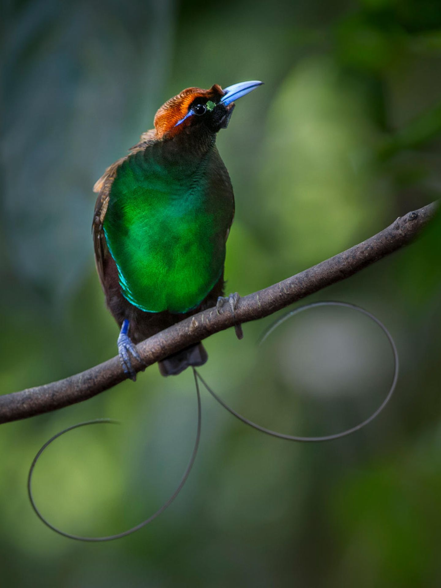 Ein Vogel mit blauen Füßen und grünem Brustkleid, aus den Schwanzfedern ragen zwei drahtartige Sicheln