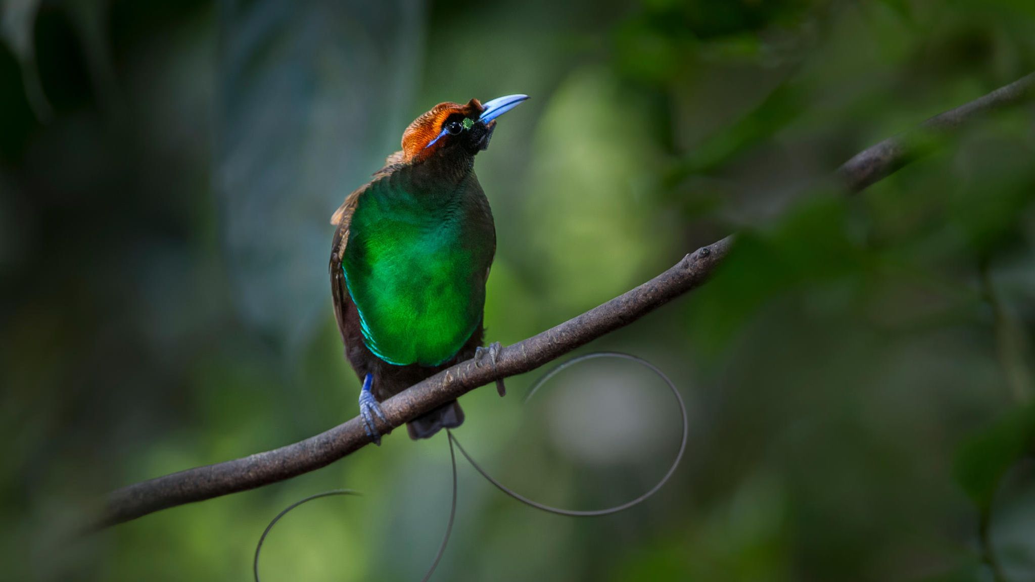 Ein Vogel mit blauen Füßen und grünem Brustkleid, aus den Schwanzfedern ragen zwei drahtartige Sicheln