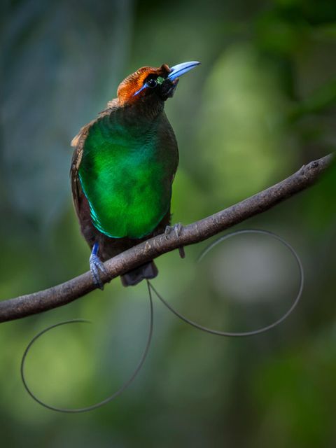 Ein Vogel mit blauen Füßen und grünem Brustkleid, aus den Schwanzfedern ragen zwei drahtartige Sicheln