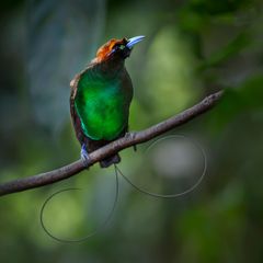 Ein Vogel mit blauen Füßen und grünem Brustkleid, aus den Schwanzfedern ragen zwei drahtartige Sicheln