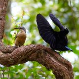 Zwei Vögel auf einem Ast: das Weibchen in schlicht braun, das Männchen in Scharz mit blauem Schwanz und Latz