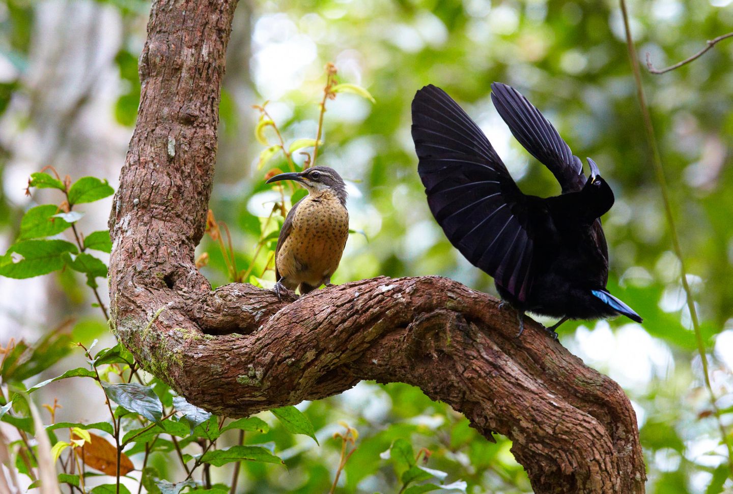 Zwei Vögel auf einem Ast: das Weibchen in schlicht braun, das Männchen in Scharz mit blauem Schwanz und Latz