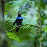 Schwarzer Vogel mit blauem Federlatz und gelbem Schnabel