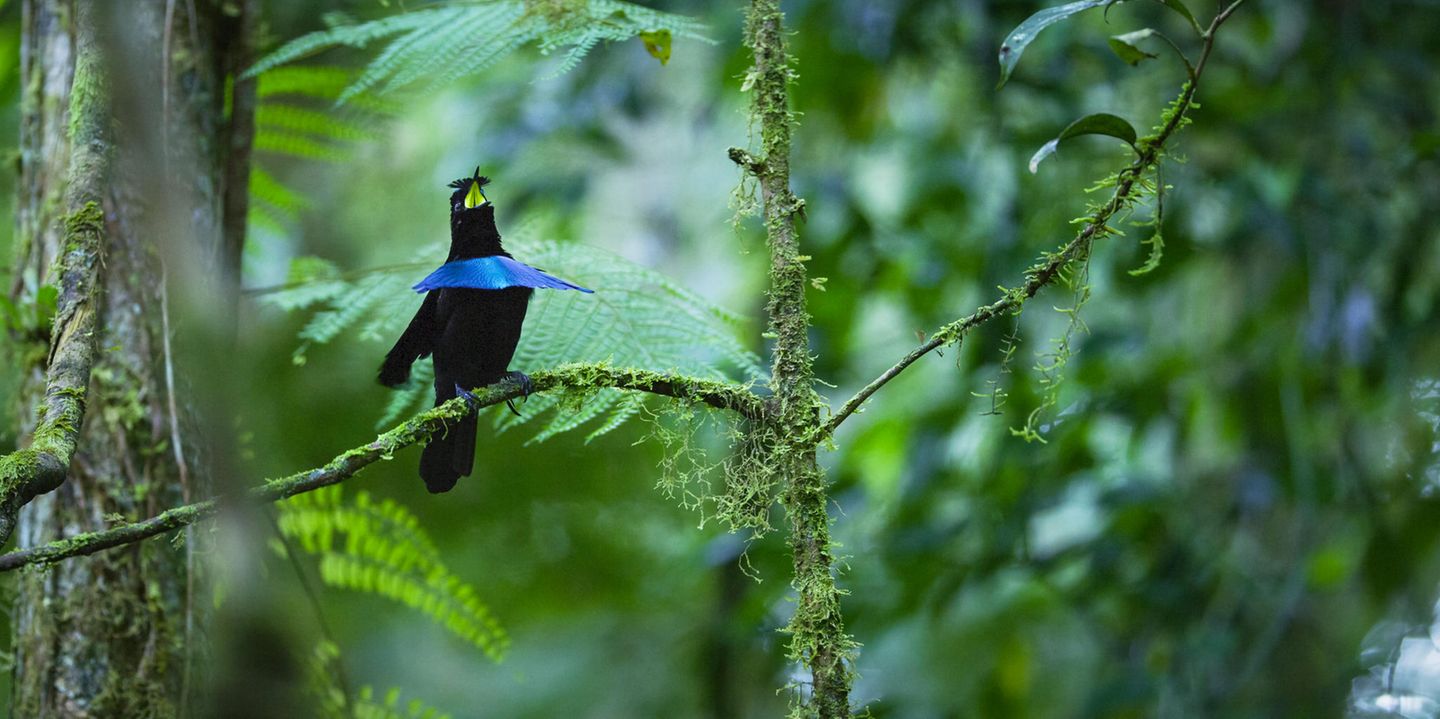 Schwarzer Vogel mit blauem Federlatz und gelbem Schnabel