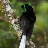 Ein schwarzer Vogel mit grün irisierenden Streifen am Kopf und einem langen Schwanz aus wenigen weißen Federn