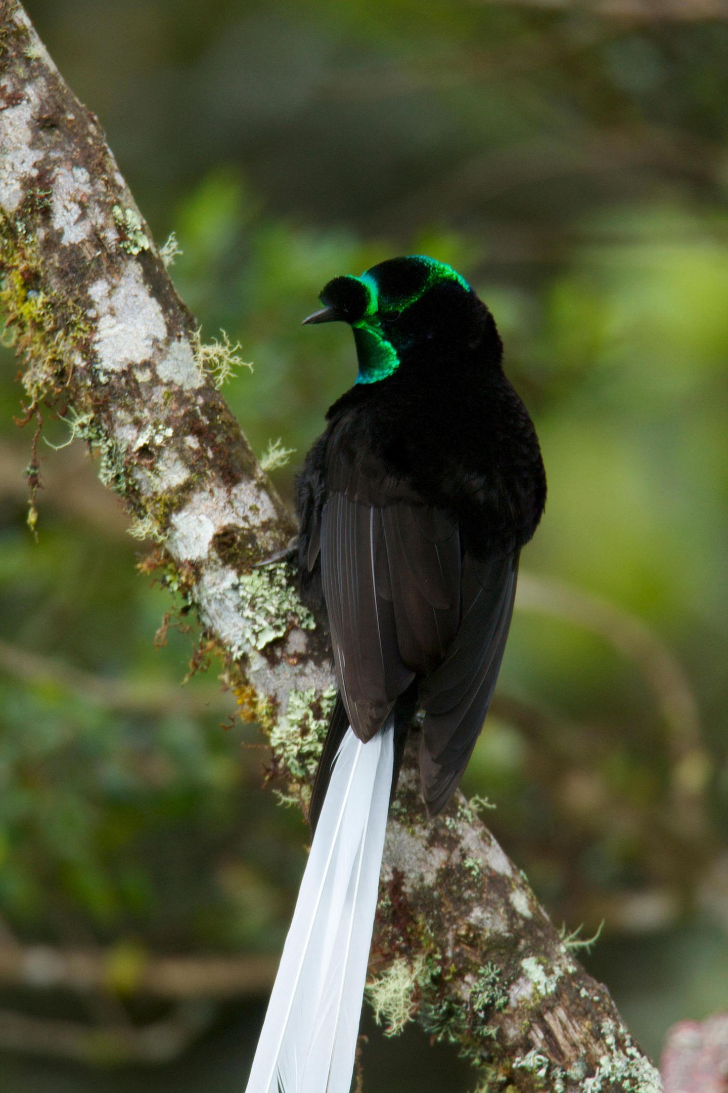 Ein schwarzer Vogel mit grün irisierenden Streifen am Kopf und einem langen Schwanz aus wenigen weißen Federn