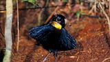 schwarzer Vogel mit leuchtendem Latz und ausladenden Schmuckfedern