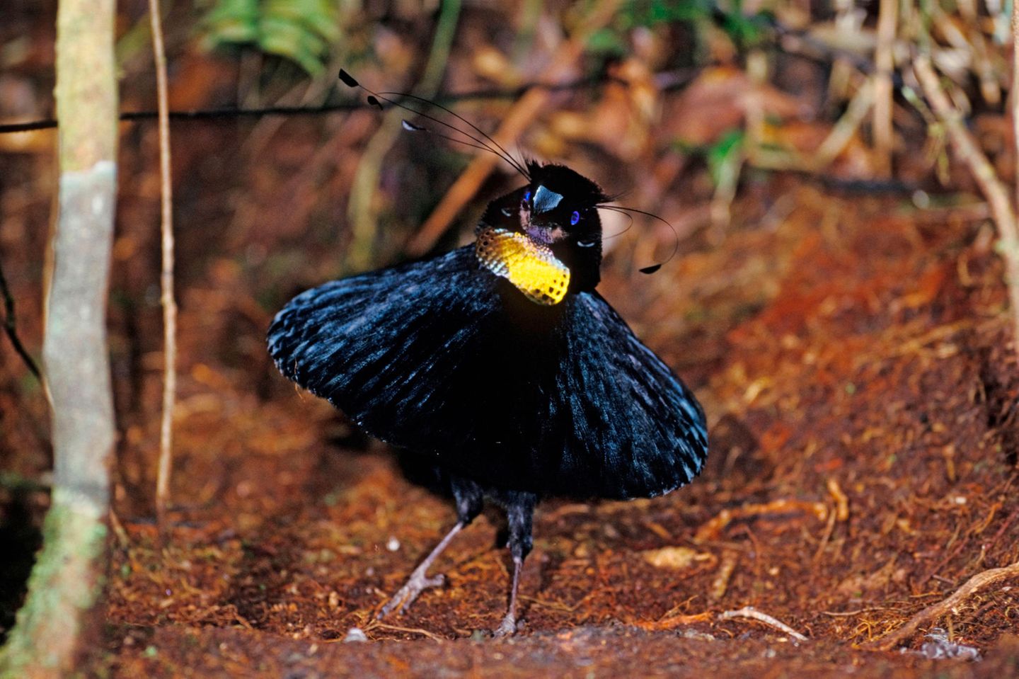 schwarzer Vogel mit leuchtendem Latz und ausladenden Schmuckfedern