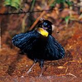 schwarzer Vogel mit leuchtendem Latz und ausladenden Schmuckfedern