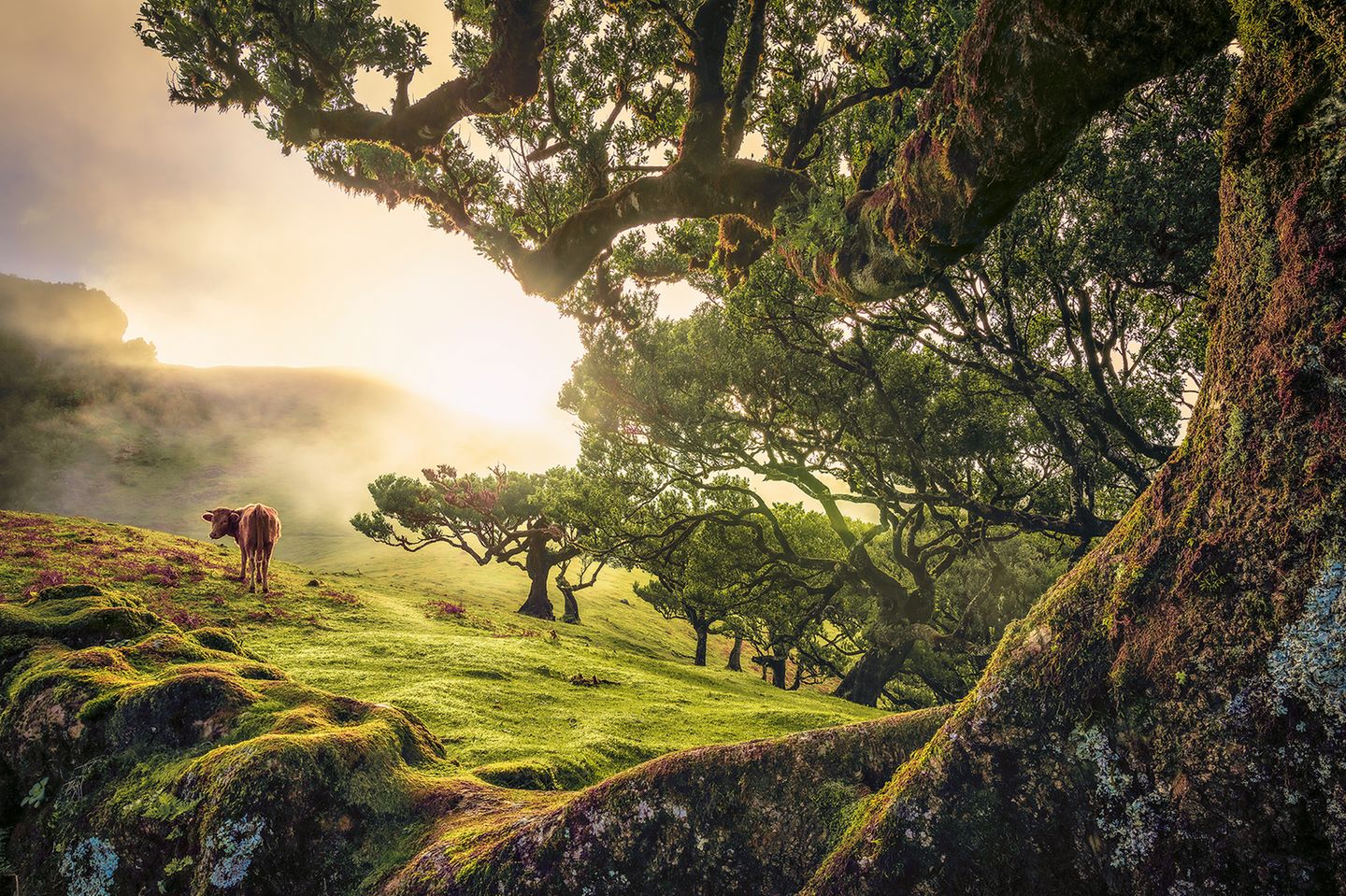Lorbeerwald Fanal, Madeira Fanal, Madeira, Portugal.