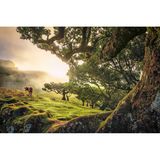 Fanal, Madeira, Portugal.