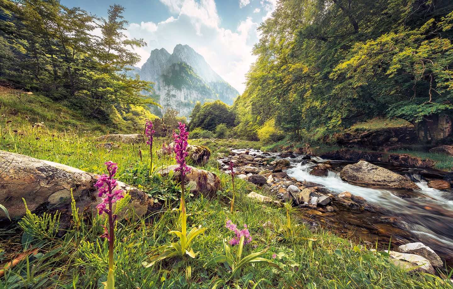 Wildblumen, Pyrenäen, Frankreich