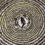 Tote Vögel liegen in einem Kreis auf dem Boden