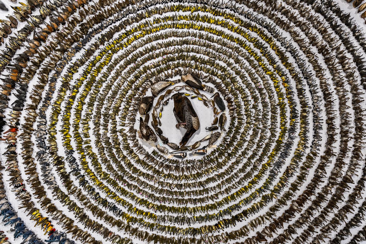 Tote Vögel liegen in einem Kreis auf dem Boden