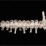 Weißschopf-Brillenvanga sitzen auf einem Kabel