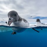 Ein Kapsturmvogel blickt in die Kamera