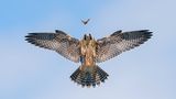 Ein Wanderfalke jagt einen Schmetterling