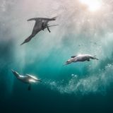 Basstölpel im Wasser