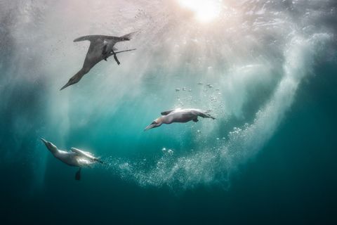 Basstölpel im Wasser