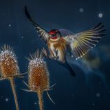 Ein Stieglitz im Anflug auf eine Distel