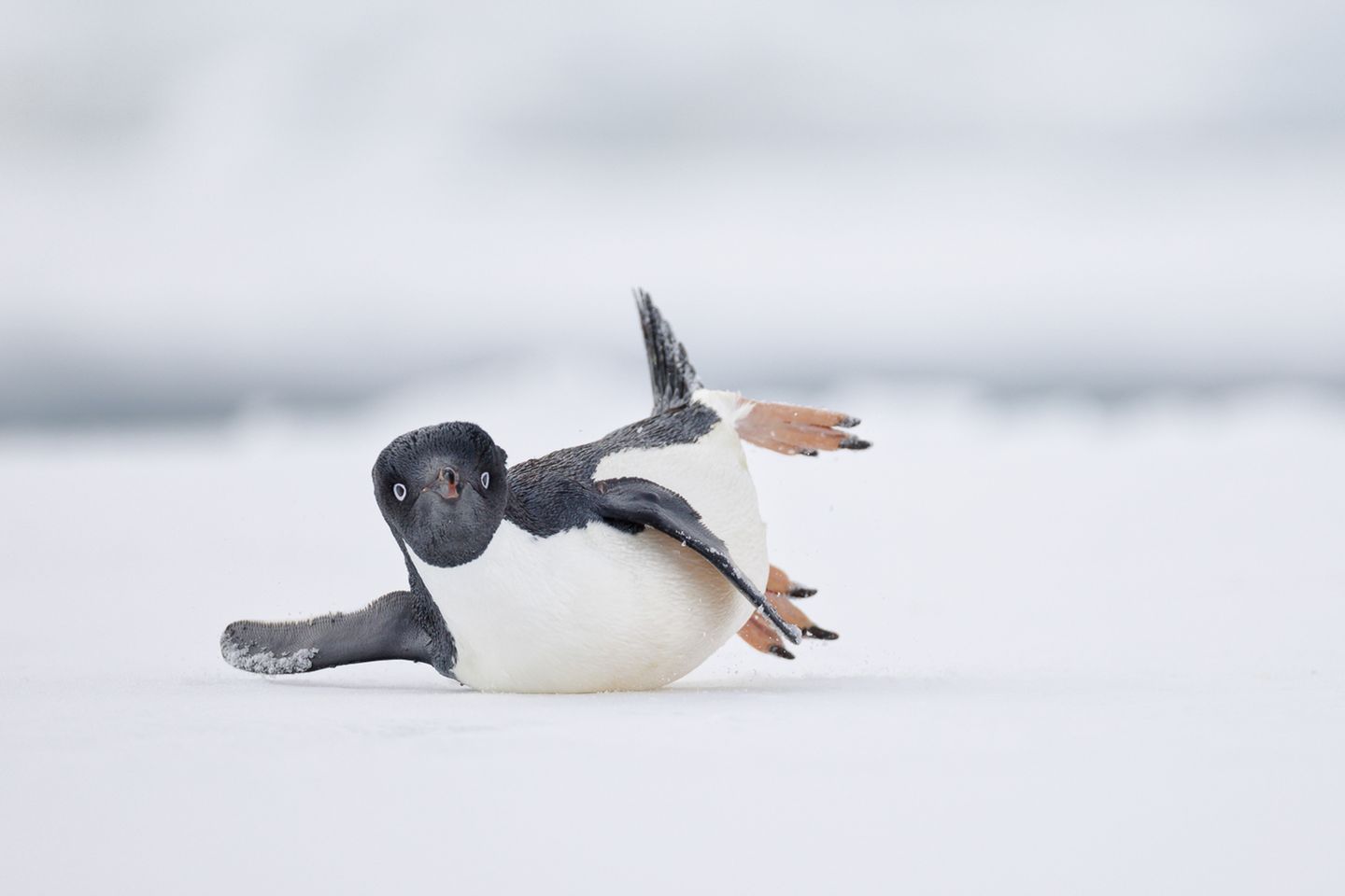 Ein Adeliepinguin auf dem Eis