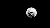 Ein Graureiher auf einem Ast bei Vollmond