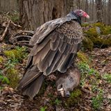 Ein Truthahngeier sitzt auf einem toten Bären