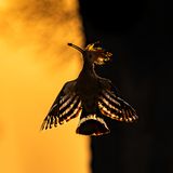 Ein Wiedehopf im Flug bei Sonnenaufgang