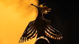 Ein Wiedehopf im Flug bei Sonnenaufgang