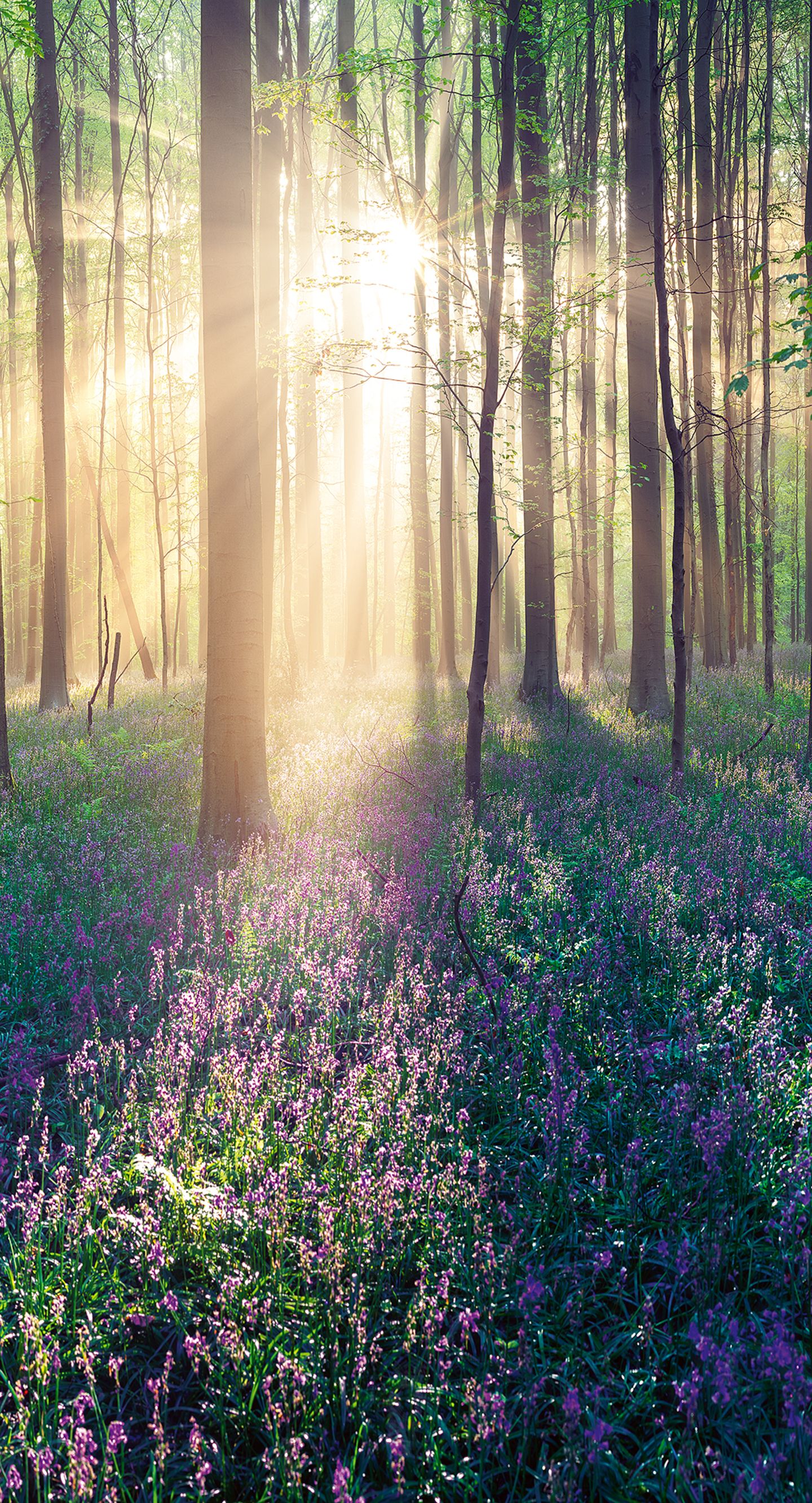 Hallerbos Wald, Belgien Hasenglöckchen im Wald Hallerbos in Belgien