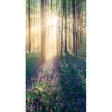 Hasenglöckchen im Wald Hallerbos in Belgien