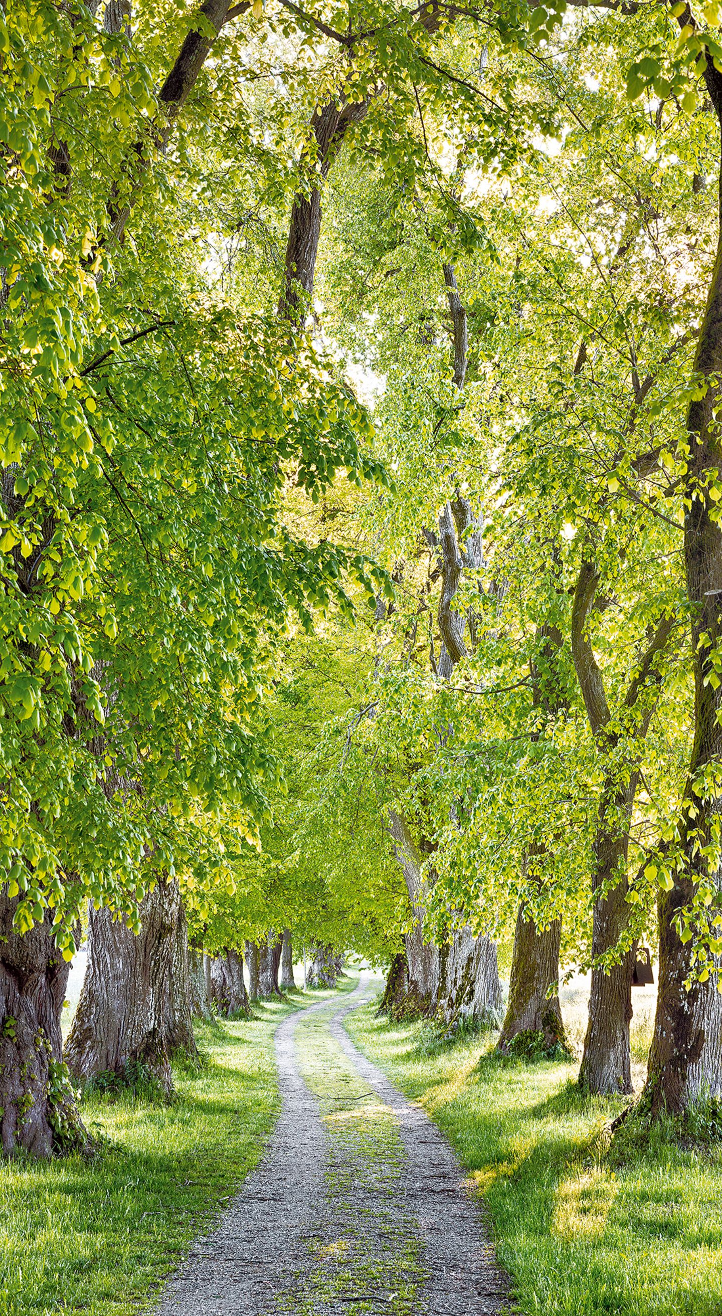 Lindenallee, Deutschland Lindenallee im bayerischen Nassenbeuren, Deutschland
