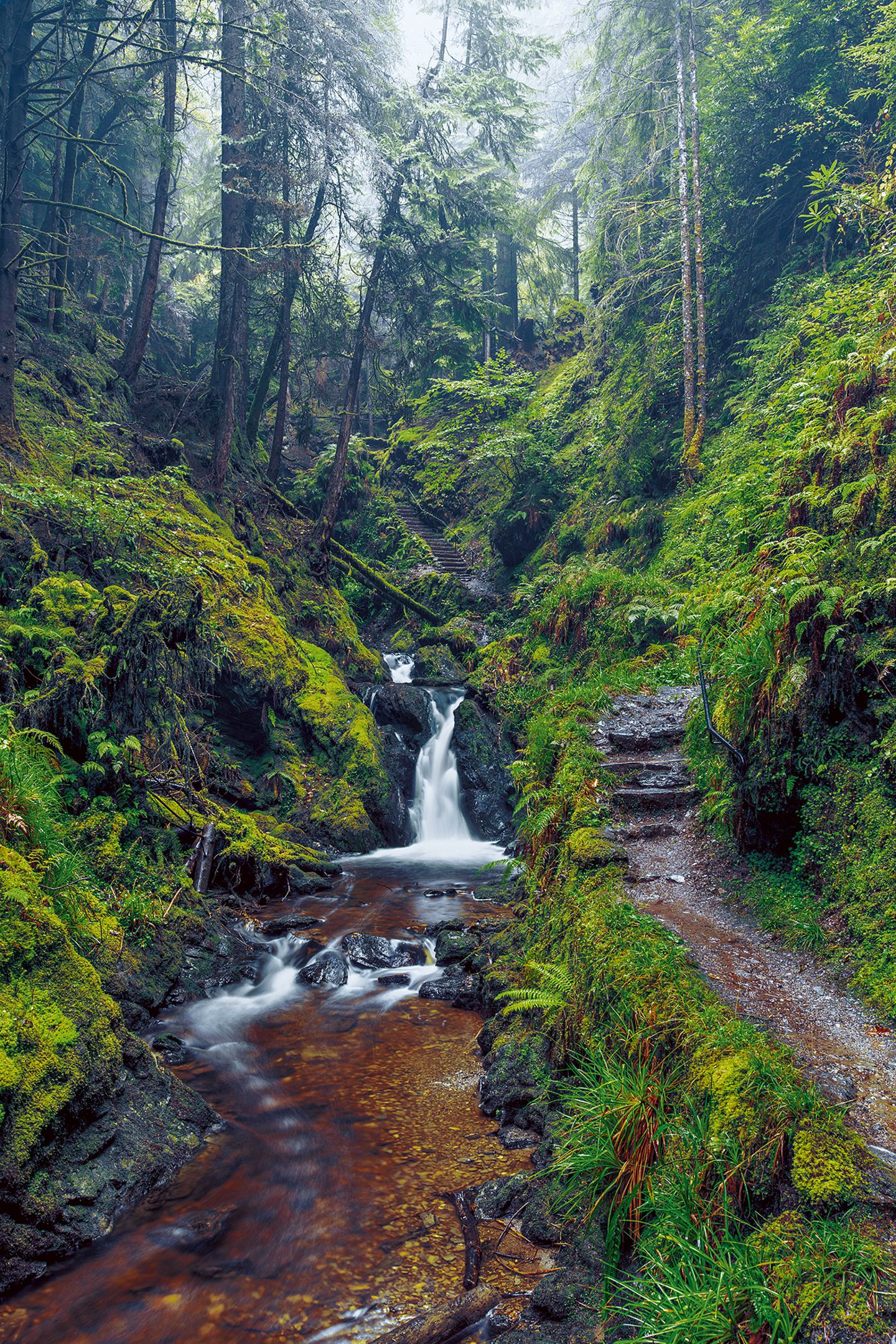 Puck’s Glen, Schottland Puck’s Glen, Cowal, Schottland