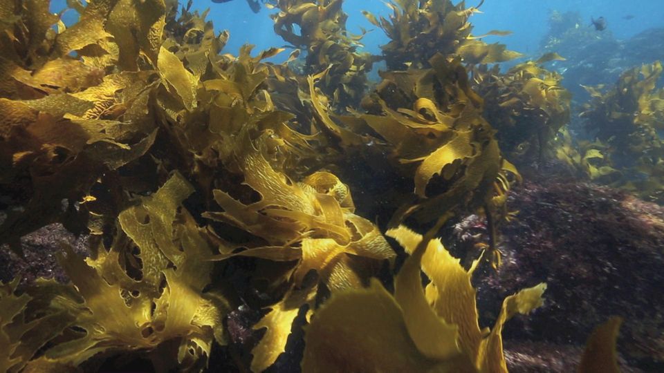 Klima Update: Was Tang alles kann – ein Ortsbesuch bei deutschen Algenbauern