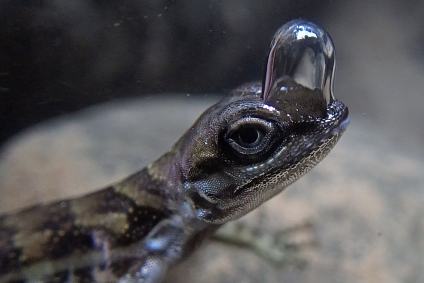 Zum Atmen unter Wasser. Der in Costa Rica und Teilen Panamas beheimatete Wasseranolis (Anolis aquaticus) lebt sowohl an Land als auch im Wasser. Wenn sich diese Echsen bedroht fühlen, tauchen sie beispielsweise in Flüsse, um sich zu verstecken. Dafür haben sie eine außergewöhnliche Atemtechnik entwickelt. Sie können eine Luftblase über ihrer Nase bilden, die am Kopf während des Tauchgangs haften bleibt. In diese atmen sie während des Tauchgangs ein und aus – ein Konzept, das auch als Rückatmung bezeichnet wird. So können die Echsen bis zu 20 Minuten unter Wasser bleiben. Auch einige Käfer, Spinnen sowie die Tauchfliege (Ephydra hians) nehmen eine Luftblase mit unter die Wasseroberfläche, um damit zu atmen.  KW 38