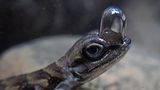 Zum Atmen unter Wasser. Der in Costa Rica und Teilen Panamas beheimatete Wasseranolis (Anolis aquaticus) lebt sowohl an Land als auch im Wasser. Wenn sich diese Echsen bedroht fühlen, tauchen sie beispielsweise in Flüsse, um sich zu verstecken. Dafür haben sie eine außergewöhnliche Atemtechnik entwickelt. Sie können eine Luftblase über ihrer Nase bilden, die am Kopf während des Tauchgangs haften bleibt. In diese atmen sie während des Tauchgangs ein und aus – ein Konzept, das auch als Rückatmung bezeichnet wird. So können die Echsen bis zu 20 Minuten unter Wasser bleiben. Auch einige Käfer, Spinnen sowie die Tauchfliege (Ephydra hians) nehmen eine Luftblase mit unter die Wasseroberfläche, um damit zu atmen.  KW 38