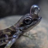 Zum Atmen unter Wasser. Der in Costa Rica und Teilen Panamas beheimatete Wasseranolis (Anolis aquaticus) lebt sowohl an Land als auch im Wasser. Wenn sich diese Echsen bedroht fühlen, tauchen sie beispielsweise in Flüsse, um sich zu verstecken. Dafür haben sie eine außergewöhnliche Atemtechnik entwickelt. Sie können eine Luftblase über ihrer Nase bilden, die am Kopf während des Tauchgangs haften bleibt. In diese atmen sie während des Tauchgangs ein und aus – ein Konzept, das auch als Rückatmung bezeichnet wird. So können die Echsen bis zu 20 Minuten unter Wasser bleiben. Auch einige Käfer, Spinnen sowie die Tauchfliege (Ephydra hians) nehmen eine Luftblase mit unter die Wasseroberfläche, um damit zu atmen.  KW 38