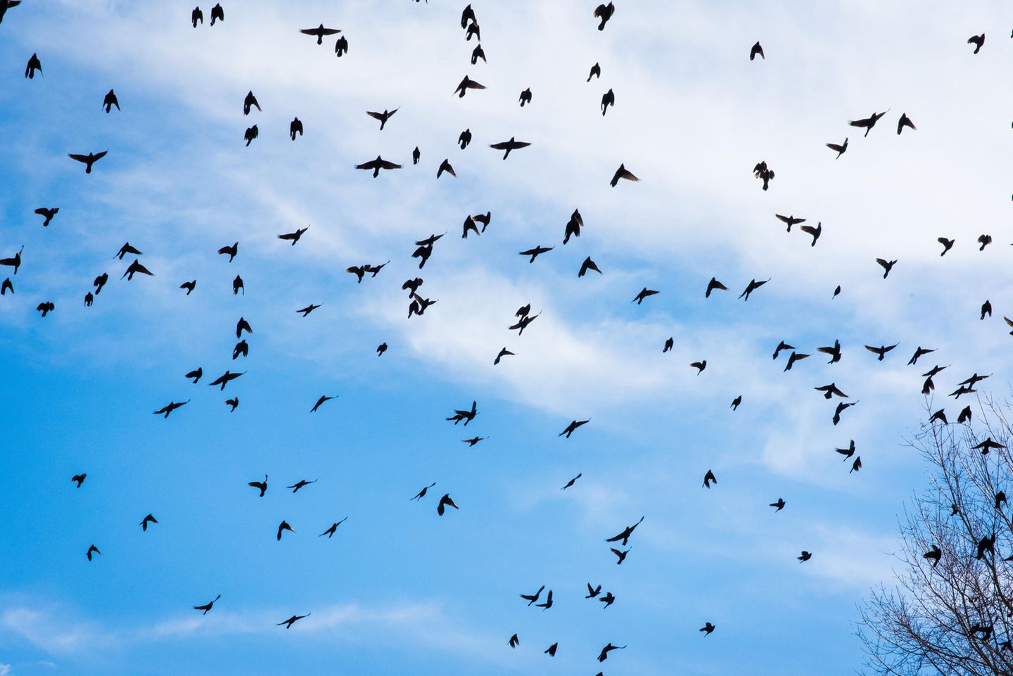Amseln im Flug