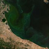 Satellitenaufnahme der Algenblüte an der Adria