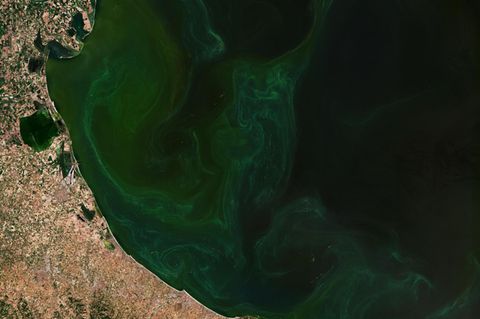 Satellitenaufnahme der Algenblüte an der Adria