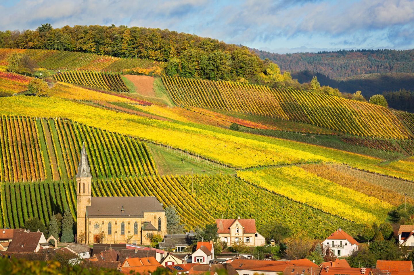 Weinberge mit Herbstfarben, Pfalz, Deutschland