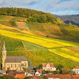 Weinberge mit Herbstfarben, Pfalz, Deutschland