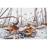 Bergfinke, Niederschlesien