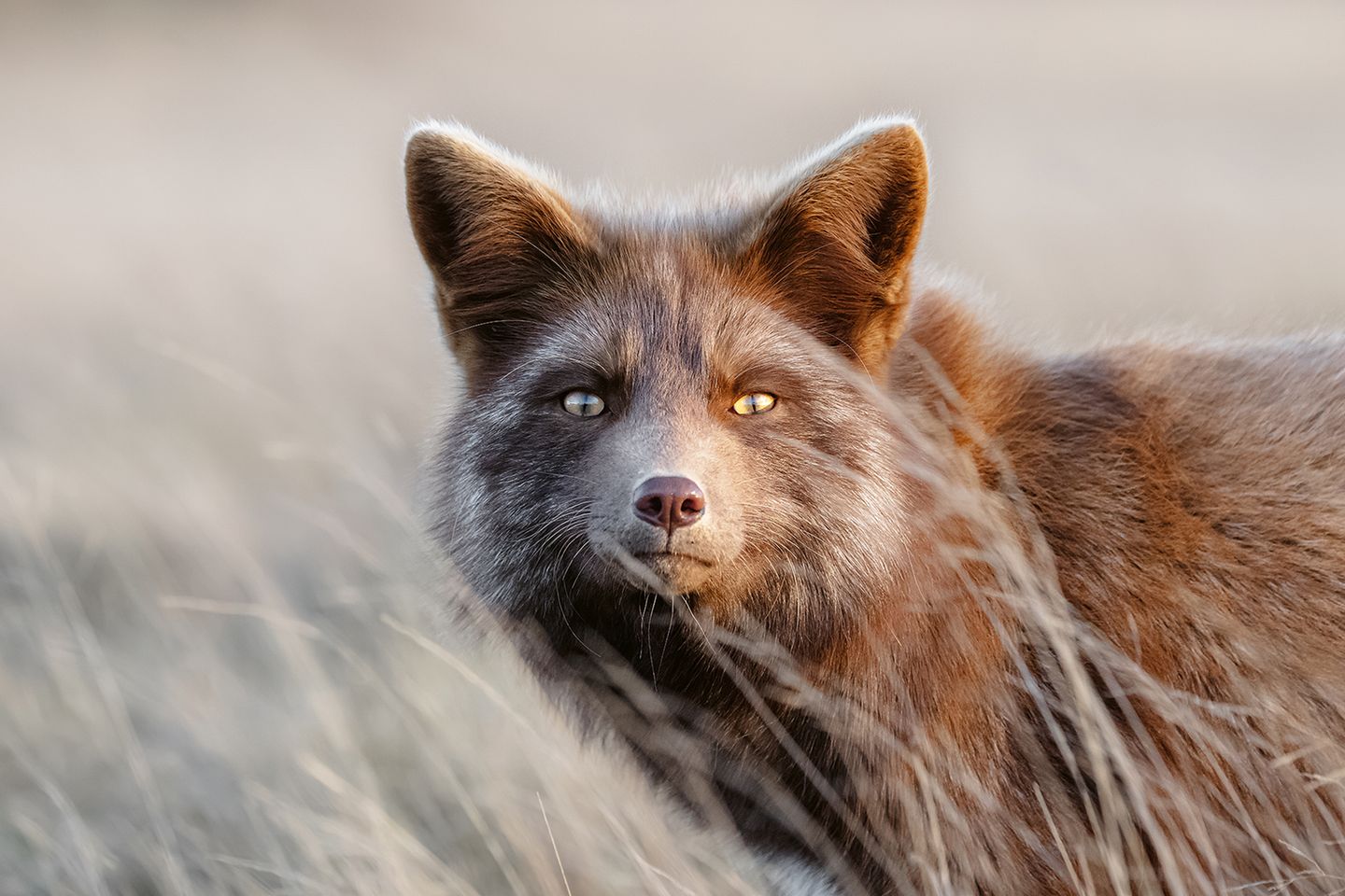 Füchse wirken oft ein wenig schmächtig, verhuscht. Doch in der Natur sind sie wahre Überlebenskünstler. Schließlich sind sie unter den wild lebenden Beutegreifern diejenigen mit dem weitesten Verbreitungsgebiet überhaupt. Füchse tapsen über Schneewehen in Nordnorwegen, schleichen durch Wälder in Portugal und Indien, lauern in der sandigen Steppe des Oman und schlagen sich durch London, New York und Hongkong. Oder lassen sich – wie dieses flauschige Exemplar – auf San Juan Island vor der Westküste der USA den  Wind um die Ohren pusten