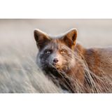 Füchse wirken oft ein wenig schmächtig, verhuscht. Doch in der Natur sind sie wahre Überlebenskünstler. Schließlich sind sie unter den wild lebenden Beutegreifern diejenigen mit dem weitesten Verbreitungsgebiet überhaupt. Füchse tapsen über Schneewehen in Nordnorwegen, schleichen durch Wälder in Portugal und Indien, lauern in der sandigen Steppe des Oman und schlagen sich durch London, New York und Hongkong. Oder lassen sich – wie dieses flauschige Exemplar – auf San Juan Island vor der Westküste der USA den  Wind um die Ohren pusten