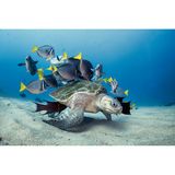 Doktor- und Kaiserfischen schwimmt eine Oliv-Bastardschildkröte, Nationalpark Cabo Pulmo  in der mexikanischen Baja California