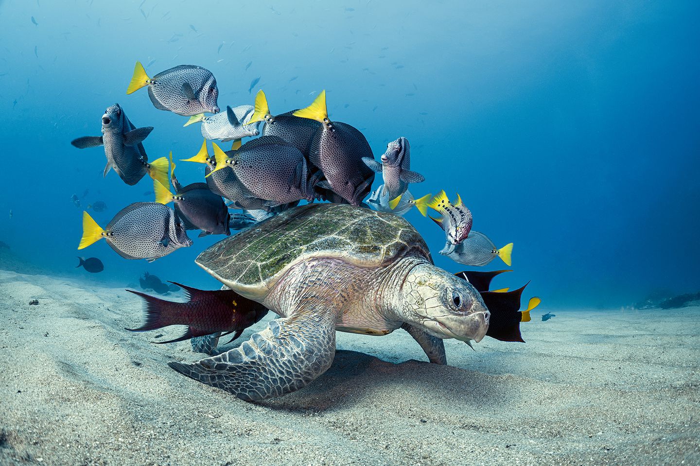Doktor- und Kaiserfischen schwimmt eine Oliv-Bastardschildkröte, Nationalpark Cabo Pulmo  in der mexikanischen Baja California